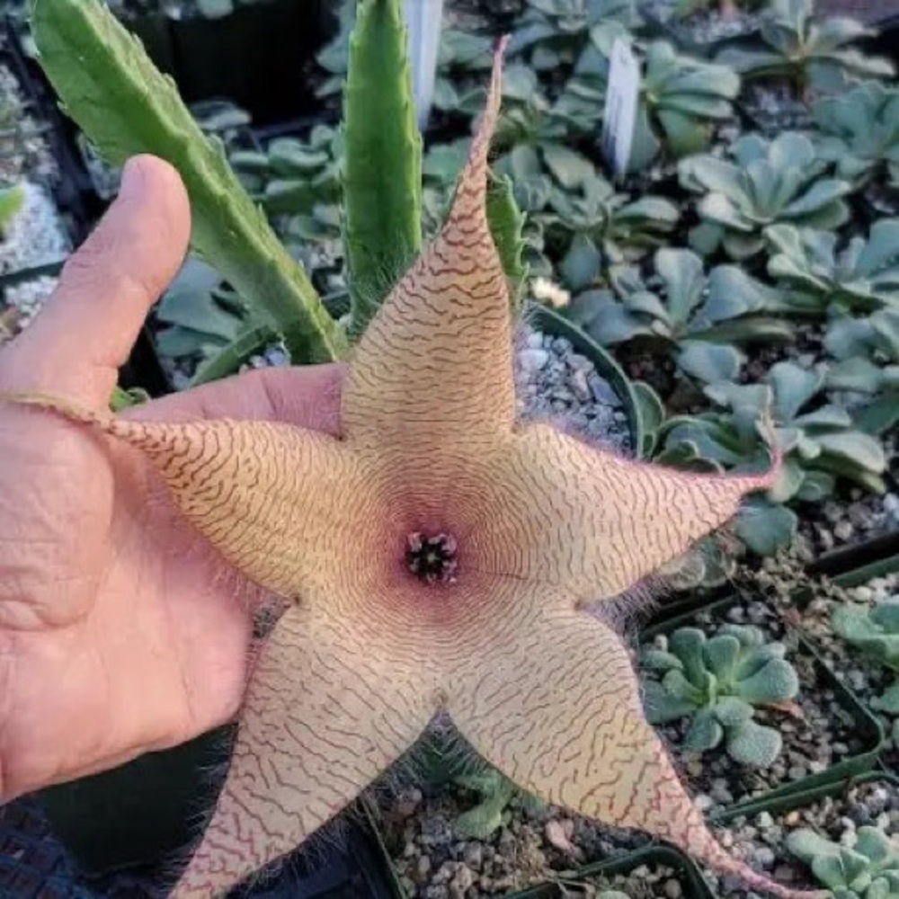 Star-Shaped Succulent - Stapelia Gigantea - Picture 2 of 11
